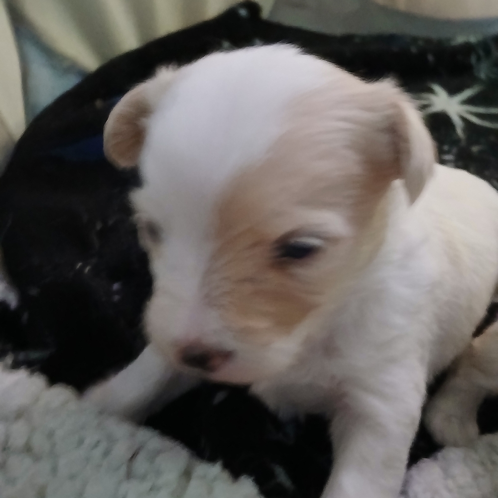 Meet The Rescues We Have - Picture 9 of 16